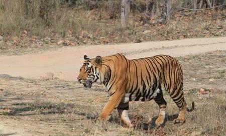 生肖虎和生肖兔在一起会是怎样的?(生活需要互相理解和包容)