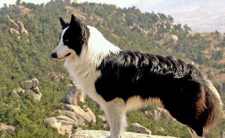 边境牧羊犬的价格行情(边境牧羊犬图片多少钱一只?)