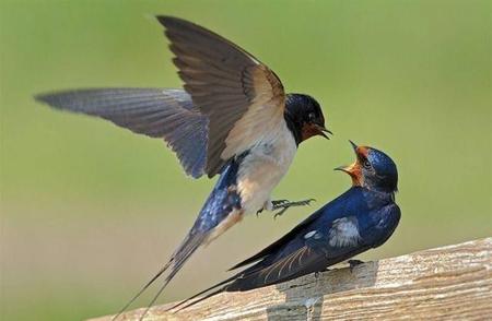 什么的燕子从什么地方飞回来(描写春天小燕子飞回来的句子)