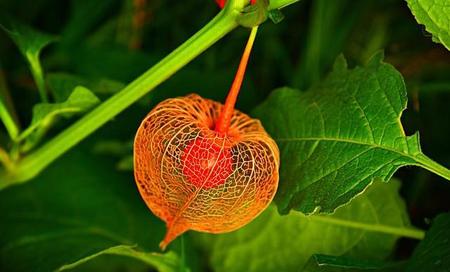 人最怕的生肖是什么(十二生肖最害怕的生肖)