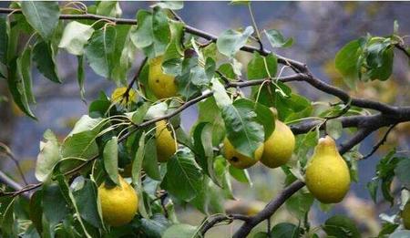 怎样修剪梨树枝(梨树什么时候修剪冬季如何管理)