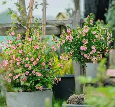 男方因为女方脾气不好离婚(女方不孝顺男方父母可以离婚吗)