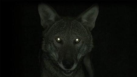 为什么狼眼在夜间会发光(野生动物眼睛晚上发光)