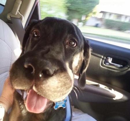 被蜂蜜蛰过的狗狗(狗头被蜜蜂蛰肿的图)