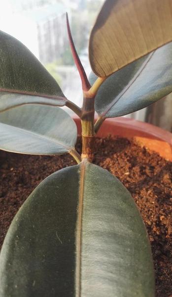 橡皮树叶子下垂是怎么回事(浇水过多烂根的原因)