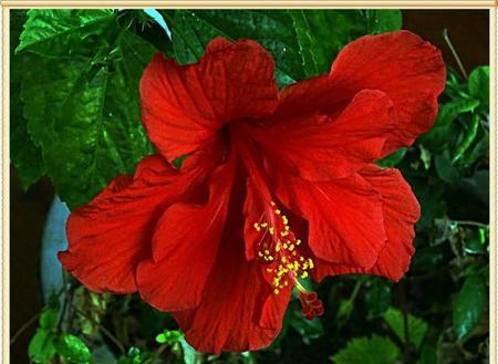 木槿花和扶桑花一样吗(扶桑和木槿花的区别)