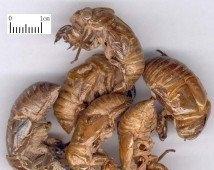 蝉衣是蝉蜕吗(致富经种植药材)