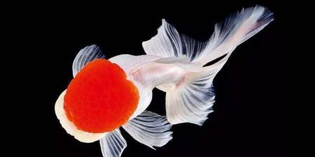 鱼缸里的水变浑是什么原因(鱼缸的水突然变浑浊怎么回事)