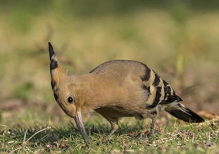 还有哪些鸟是益鸟(益鸟除了啄木鸟还有什么鸟)