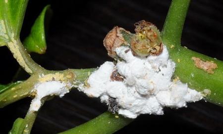 太阳花长虫什么原因怎么治(花长了白色的虫子怎么办)