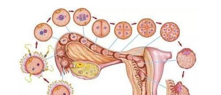 如果妇科有炎症会不会影响怀孕(怀孕会导致妇科炎症吗)