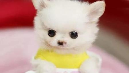 茶杯犬的寿命有多长(狗狗对着毯子流氓)