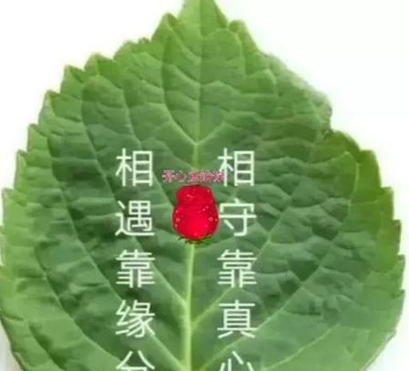 缘分和缘份哪个是正确的(缘分和缘份哪一个是正确的)