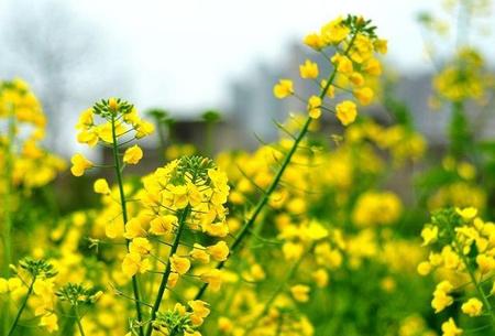 油菜花一般开多久(二个月的宝宝晚上哭闹不睡觉咋办)