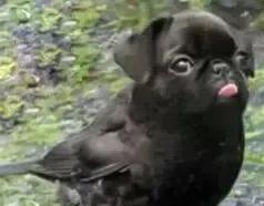 舅舅跟外甥有多少血缘