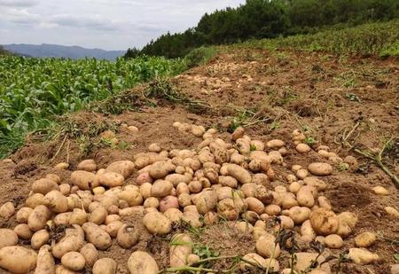 土豆皮变绿能吃吗(土豆皮变绿了)