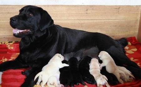 小狗打疫苗多久能出门(狗狗疫苗两联)