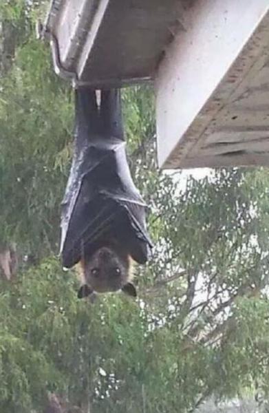 家里房顶里住下蝙蝠好不好(蝙蝠进家在风水上讲)