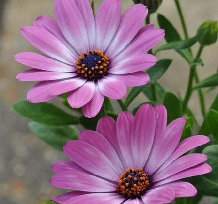 男朋友不做家务该嫁吗