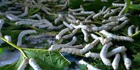 蚕除了吃桑叶还能吃什么叶子