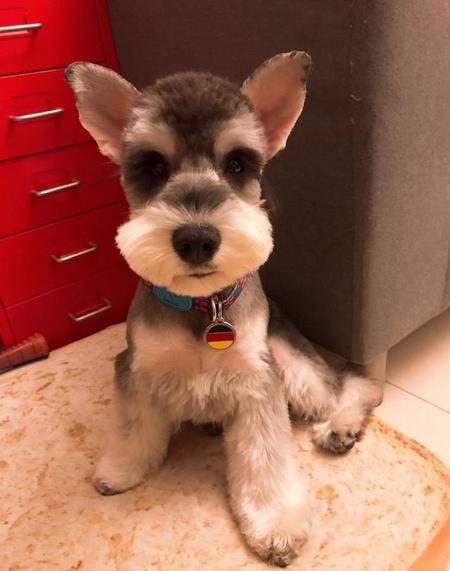 雪纳瑞剪毛教程(雪纳瑞剪毛教程图解)