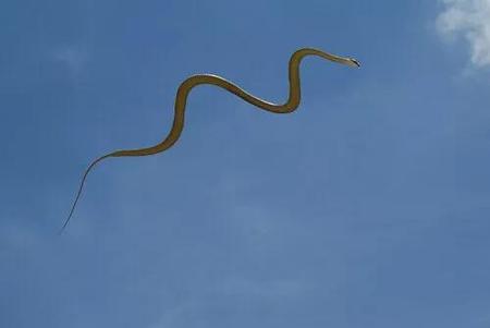 会飞的蛇是什么蛇