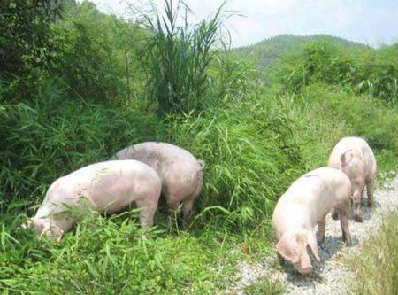 猪和鹅一起养有影响吗(禽流感病毒结构)