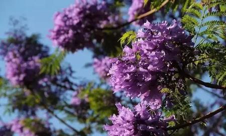昆明看樱花的地方(昆明看樱花最好的地方)