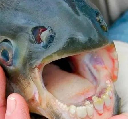 亚马逊河的食人鱼