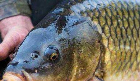 钓大鱼溜鱼的方法与注意事项(钓大鱼的技巧)