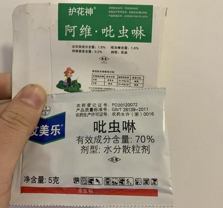 兰花长虫子怎么办(兰花起虫子怎么办)