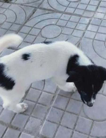 把狗卖给狗贩子会怎么样(狗贩子一般怎么处理小狗)