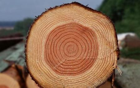 你见过树木的年轮吗?从树木的年轮(树木年轮怎么判定年龄)