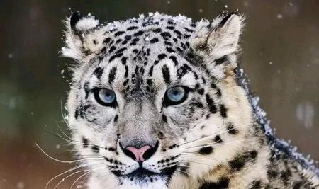 老虎vs豹子谁厉害(老虎vs狮子vs豹子)