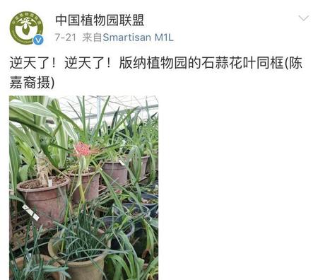 我不小心把血滴进了彼岸花(有人试过彼岸花滴血吗)