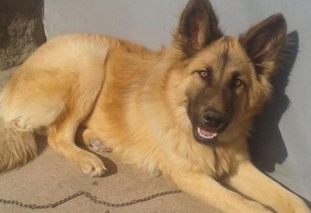 德系金毛是什么样子