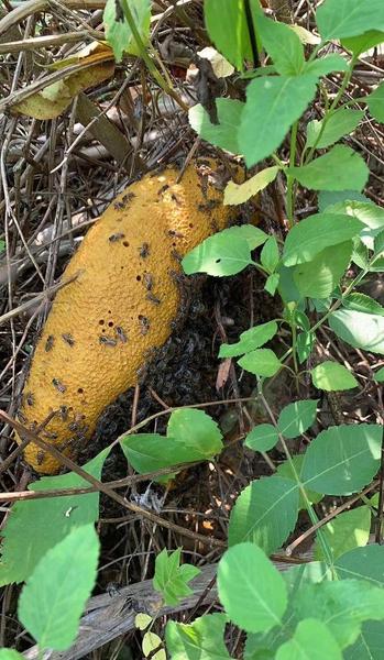 养蜂知识我国著名的