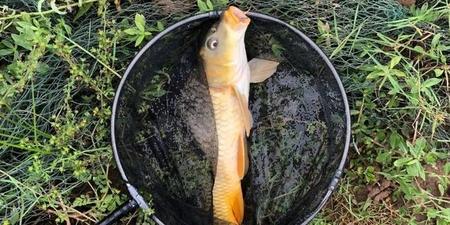 夜里鱼睡觉吗(晚上睡觉一直往上窜)