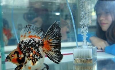 金鱼为什么养了几天就死了(小水缸养金鱼为什么金鱼死的很快)
