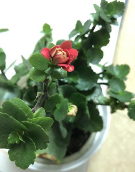 奉子成婚的婚姻幸福吗(奉子成婚离婚率太高了)