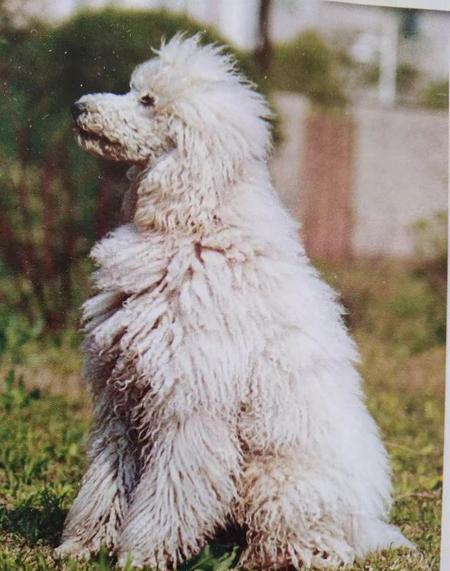 狗为什么不会死在家里(狗不死在家里为什么)