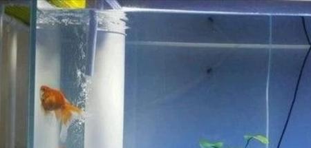 鱼缸里放了盐多久要换掉水呀(鱼缸下盐多久后换水)