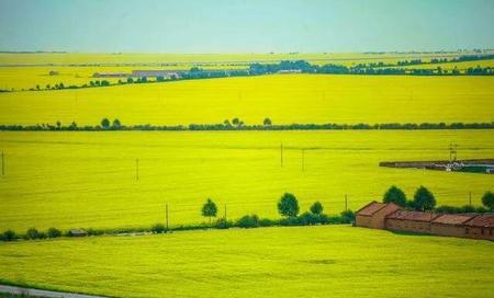 江苏油菜花旅游景点在哪里(浙江省绍兴市嵊州)
