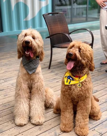 巨贵和巨型泰迪一样吗(巨贵洗澡美容多少钱)