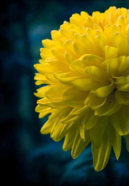 花卉摄影的基本技巧有哪些(花卉拍摄有诀窍)