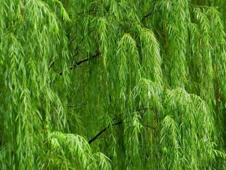 面如芙蓉柳如眉下句(芙蓉如面柳如眉对此如何不泪垂的赏析)