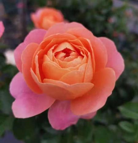 家里种了月季花好不好(月季花的风水禁忌)