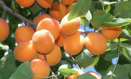 新疆吊杏干的功效与作用(新疆杏干的功效与作用及食用方法)