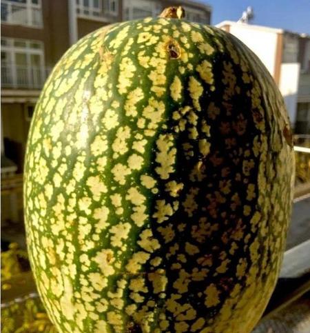 西瓜的药用(西瓜的药用功效与作用)