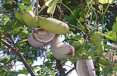 羊开口的功效与作用及食用方法(开的功效与作用)